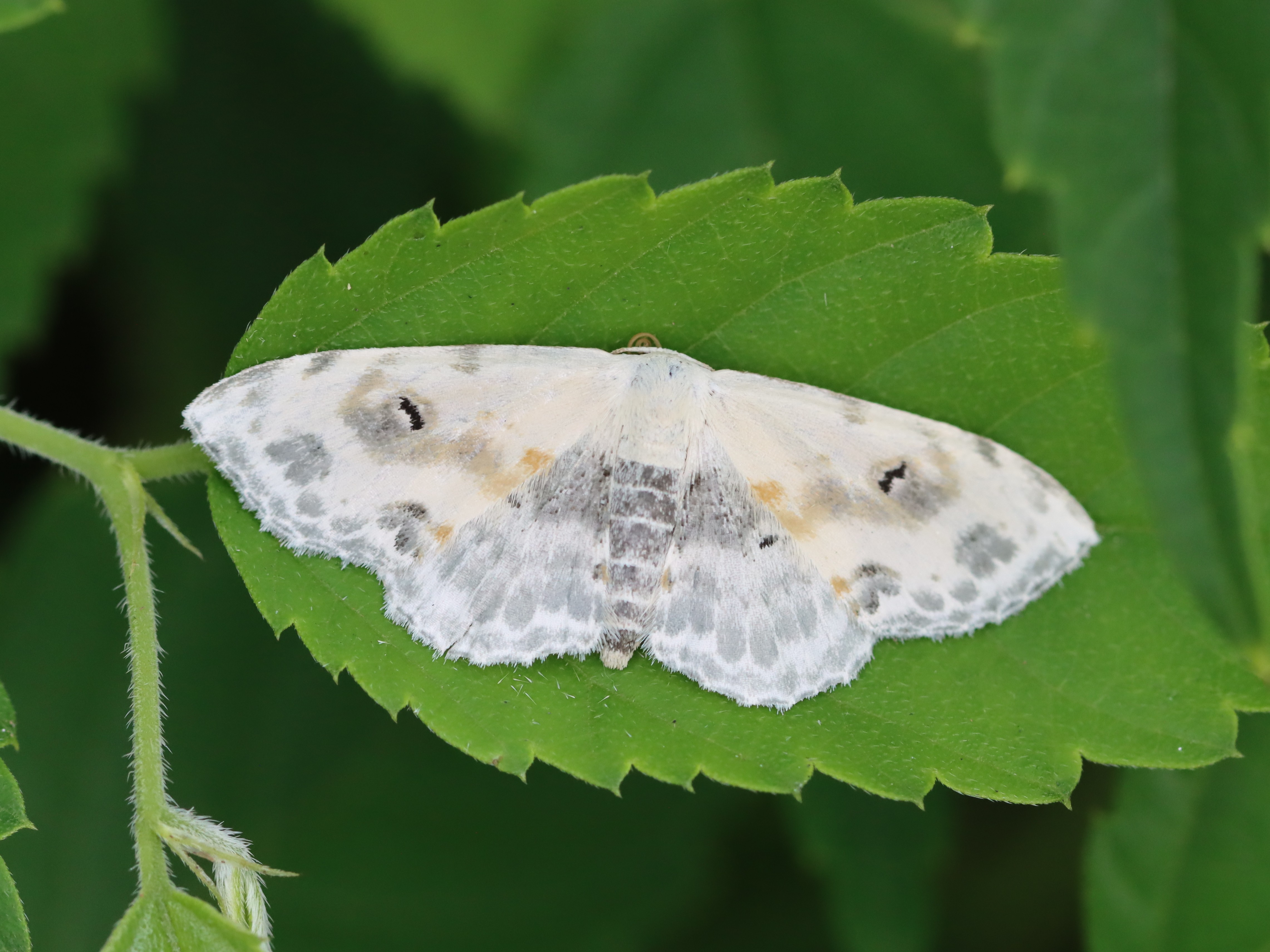 ウンモンオオシロヒメシャク